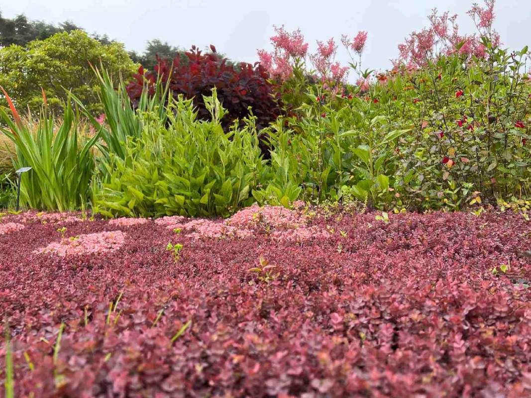 Mendocino Botanical Garden - burgundy ground cover