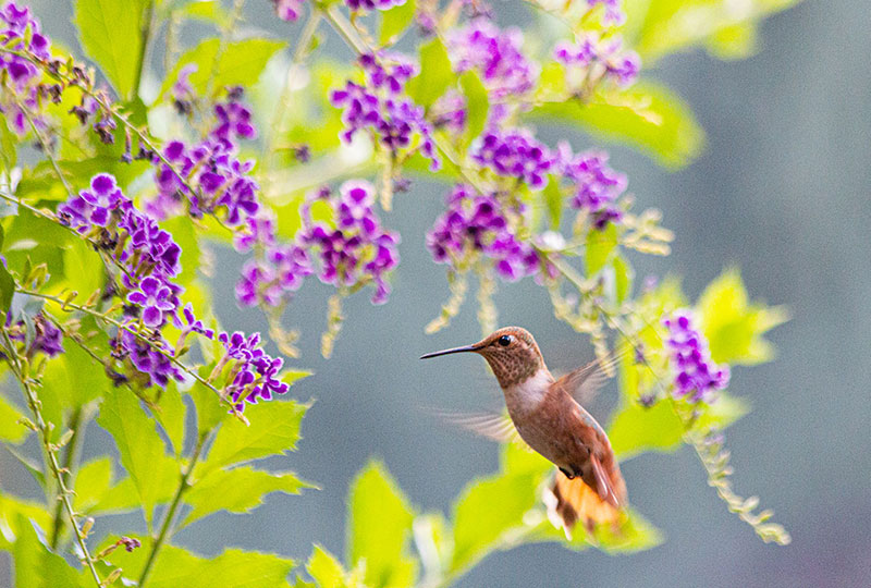 Hummer fly