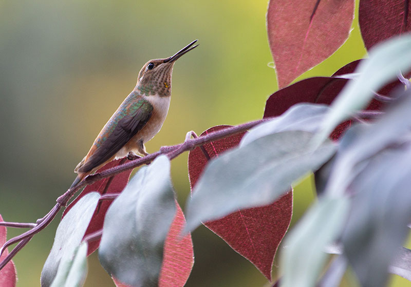 Hummingbirds