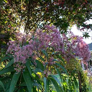 Joe Pye Weed