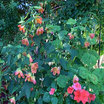 Abutilon