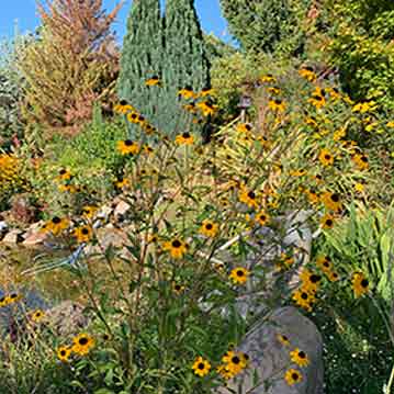 Brown Eyed Susan