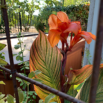 Canna Tropicana