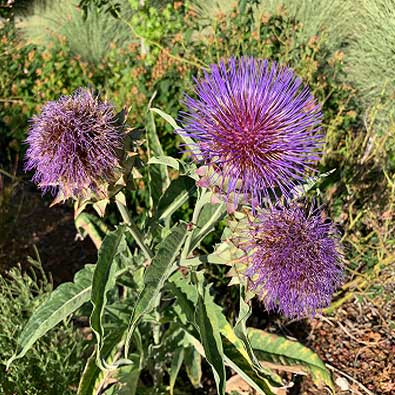 Cardoon