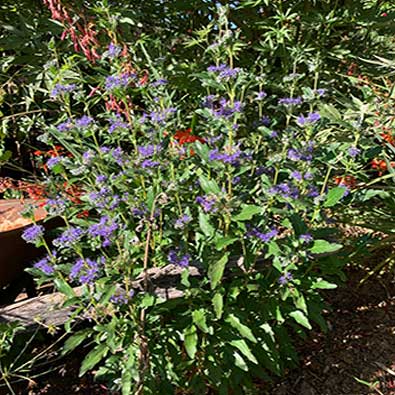 Caryopteris