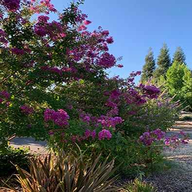 Crapemyrtle