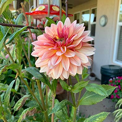 Dahlia Cracker Jack