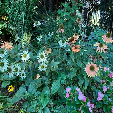 Echinacea Mixed