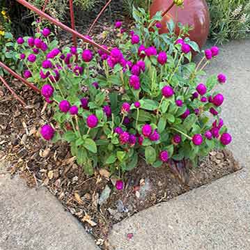 Gomphrena