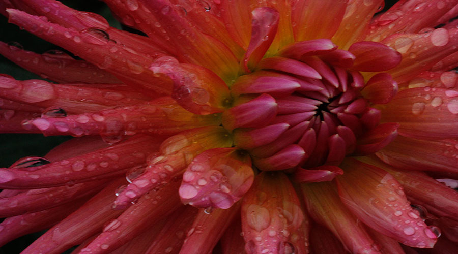 Dahlias winter care