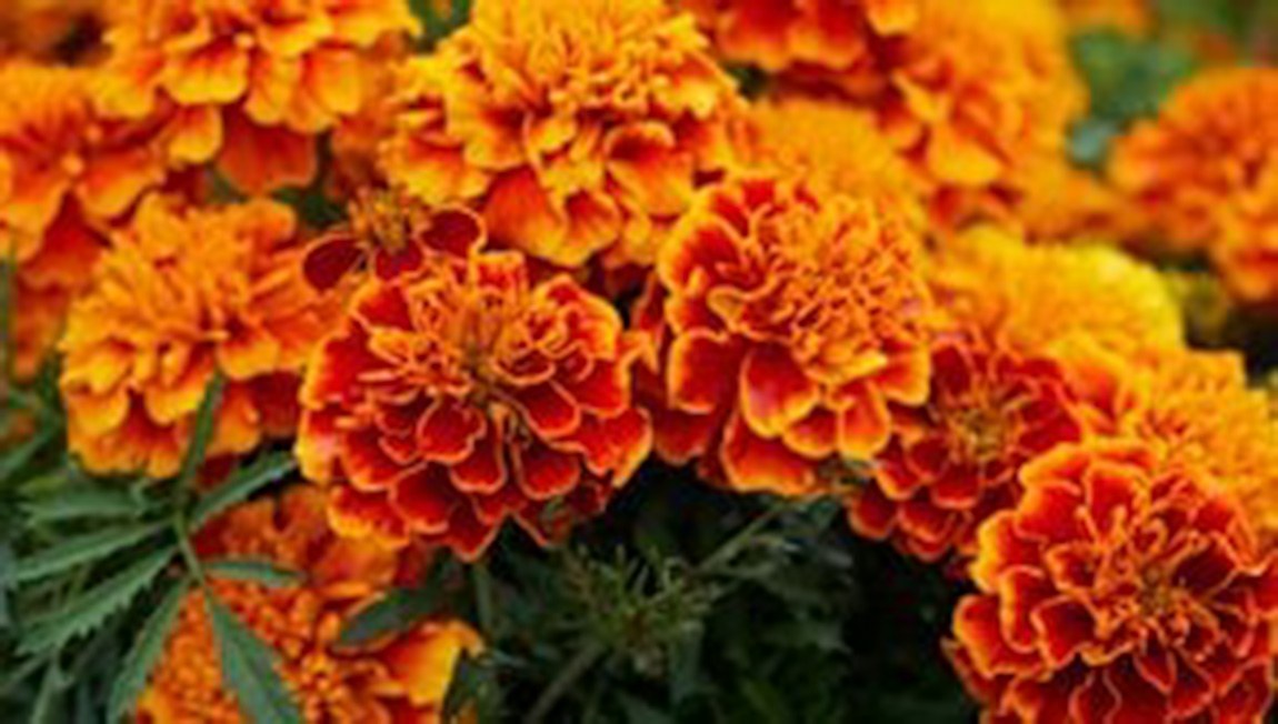 marigolds