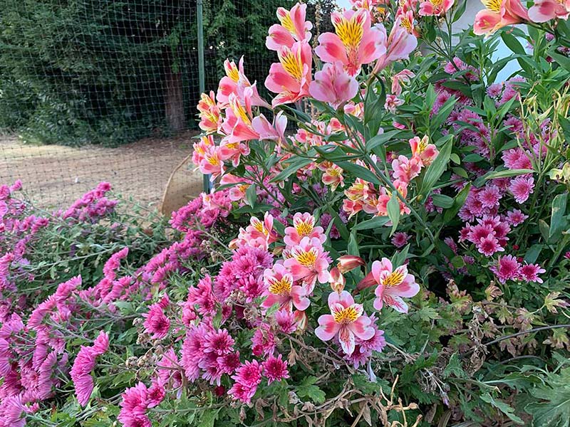 Mums and Alstromerias