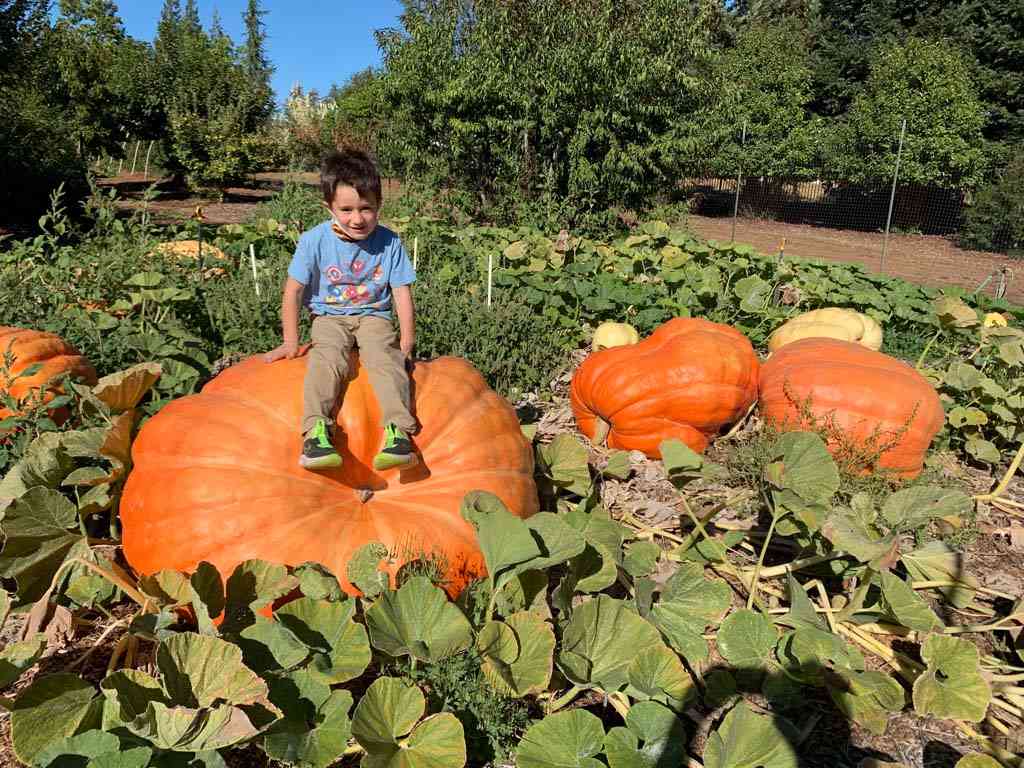 giant pumpkin