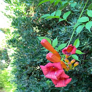 Orange Trumpet Vine