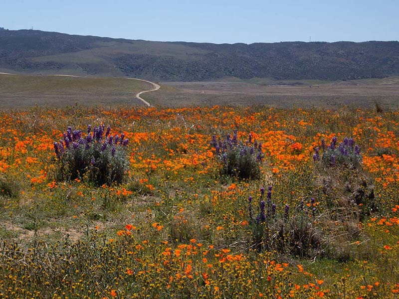 Poppies and lupine