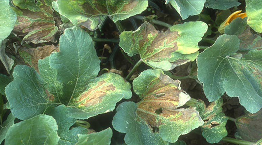 Plant damage by squash bugs