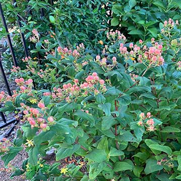 St John's Wort