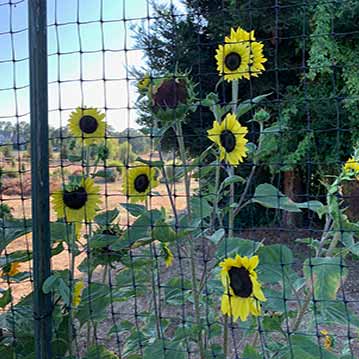 Sun Flowers