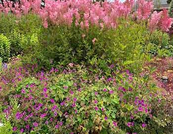 Mendocino Coast Botanical Garden