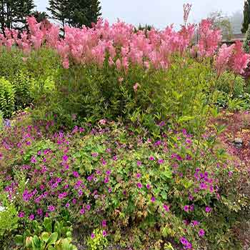 Mendocino Coast Botanical Garden