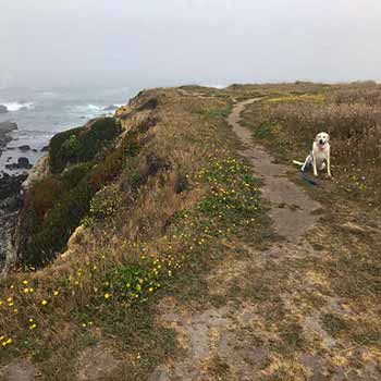 Mendocino Coast Botanical Garden