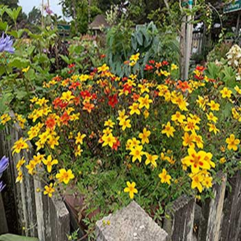 Mendocino Coast Botanical Garden