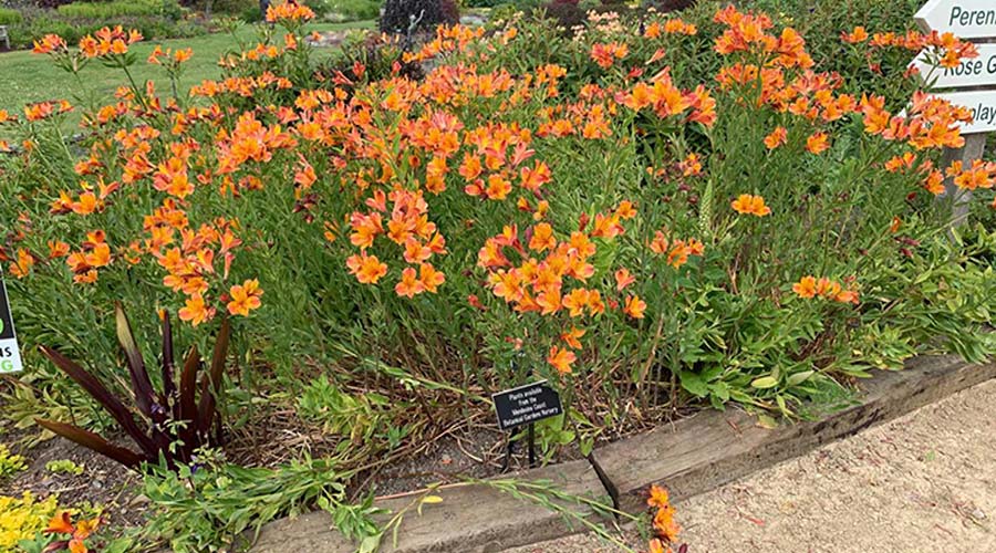 Alstromeria Mendocino Garden