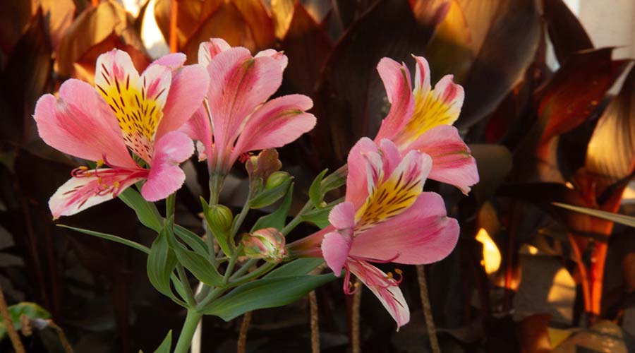 Alstromeria tri color