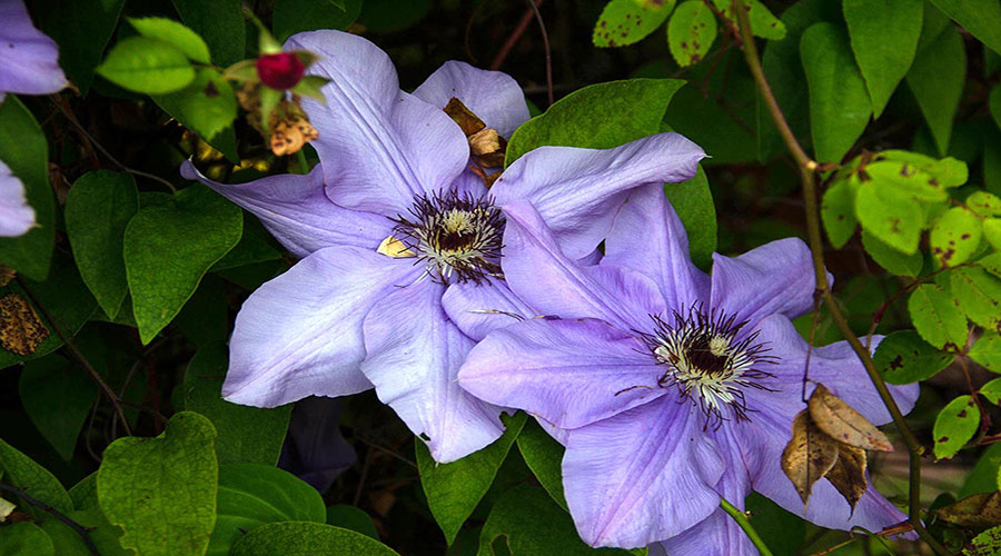 clematis