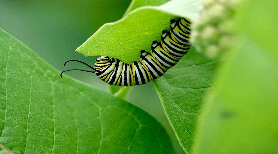 Caterpillar