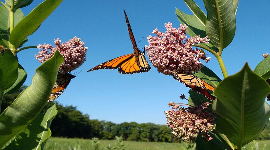 Monarch lifecycle