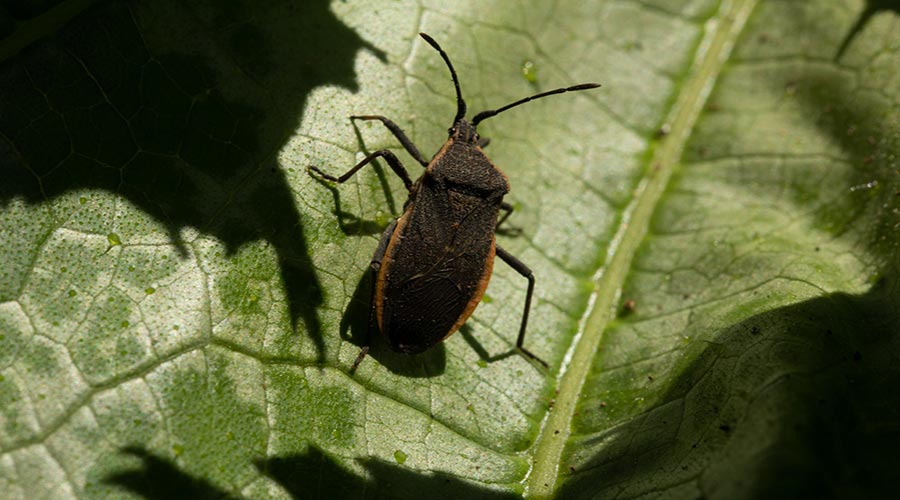 How to deal with squash bugs