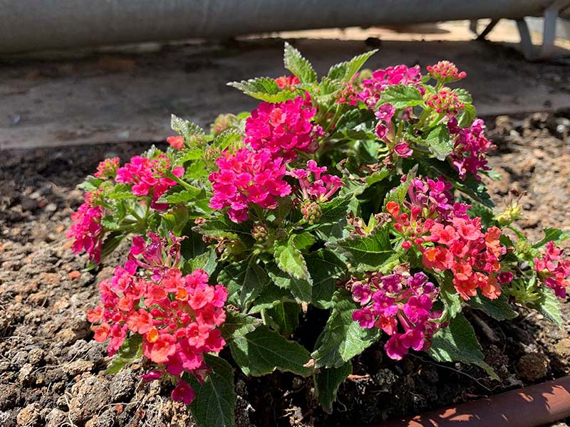 lantana single plant