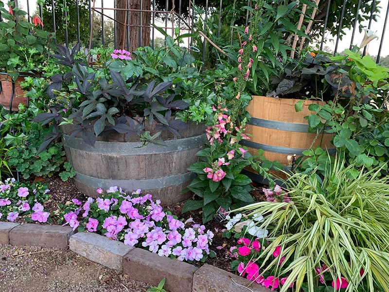 wine barrel planters